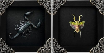 2 Real Green Mantis Lanternfly Framed Insect Dried Bug Shadow Box